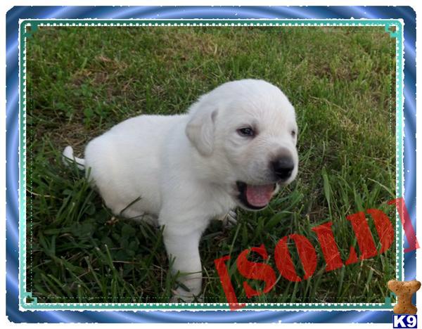 AKC white lab male lab puppy Taz
